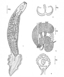Microcotyle donavini (Microcotylidae) Body (Euzet & Marc).png