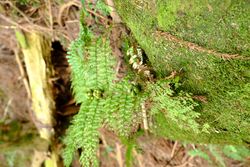 Monachosorum henryi 台灣加里山2018.jpg