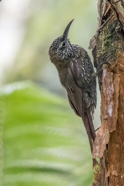 Montane woodcreeper (Lepidocolaptes lacrymiger sneiderni) Caldas.jpg