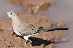 Namaqua dove, Oena capensis, at Mapungubwe National Park, Limpopo, South Africa (18085767542).jpg