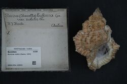Naturalis Biodiversity Center - RMNH.MOL.193933 - Bursina nobilis (Reeve, 1844) - Bursidae - Mollusc shell.jpeg