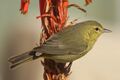 New Yard Bird - Female Orange-crowned Warbler (vermivora celata) (8348777658).jpg