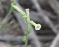 Nicotiana obtusifolia.jpg