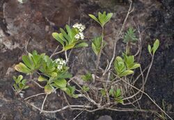 Olearia elliptica subsp. praetermissa (8979216741).jpg