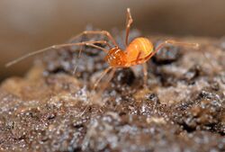 Opiliones, Laniatores, F. Phalangodidae, Crosbyella distincta (3679660911).jpg