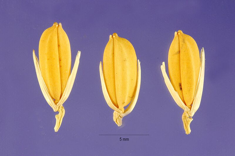 File:Oryza glaberrima seeds.jpg