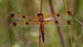Painted Skimmer dragonfly (5877415961).jpg