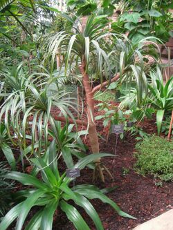 Pandanus montanus - Berlin Botanical Garden - IMG 8715.JPG