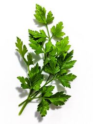 A small leafy green plant photographed against a white background
