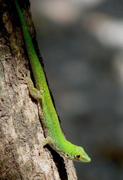 Phelsuma sundbergi longinsulae 78366854.jpg