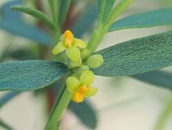 Pimelea pauciflora flowers.jpg