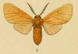 Pl.1-06-Anace burra=Metarctia burra (Schaus, 1893).JPG