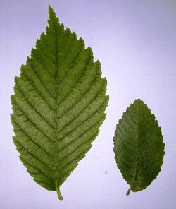 Princeton and Accolade leaves.JPG