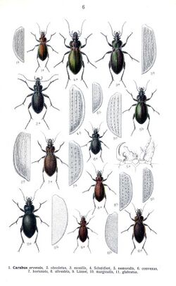 Reitter Carabus4.jpg