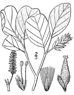 Salix vestita(01).jpg