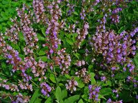 Salvia officinalis 001.JPG