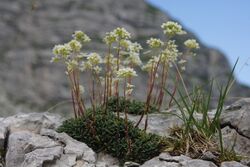 Saxifraga crustata PID1899-4.jpg