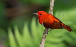Scarlet-and-white Tanager front.jpg