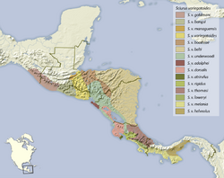 Sciurus variegatoides detailed distribution map.png