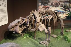 Sinokannemeyeria-Paleozoological Museum of China.jpg