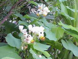 Sparmannia africana3.jpg