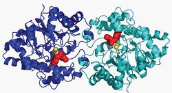 Structure of organophosphorus hydrolase.jpg