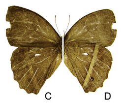 Taygetis servius female, c dorsal, d ventral.jpg