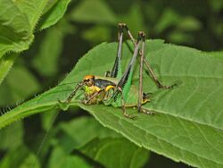 Tettigoniidae - Eupholidoptera chabrieri-1.JPG