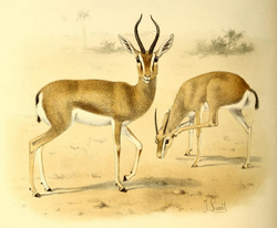 The book of antelopes (1894) Gazella dorcas.png