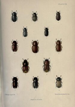 The coleoptera of the British Islands BHL22446312.jpg