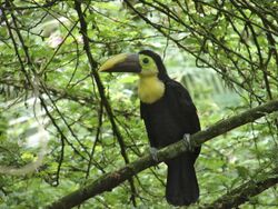 Toucan- Costa Rica.jpg