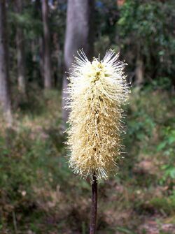 Towlers Bay wildflower.jpg