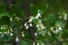 Vaccinium arboreum Bibb Glades.jpg