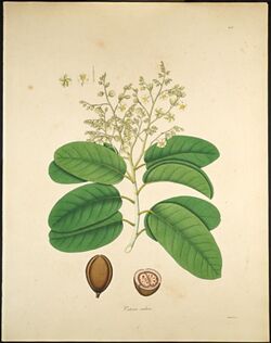 Vateria indica.jpg
