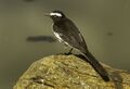 White-browed Wagtail - India (16378624664).jpg
