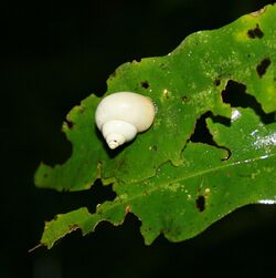 White snail Diwan Queensland.jpg