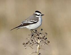 Xolmis coronatus - Black-crowned monjita.jpg