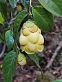 金花茶 Camellia petelotii 20221114215806 03.jpg