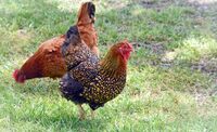 A Very Fancy Chicken (206902057).jpeg