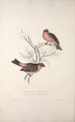 A century of birds from the Himalaya Mountains (TAB. XXXI) (9237239781).jpg