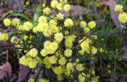 Acacia aculeatissima (Thin-leaf Wattle). (24368360674).jpg