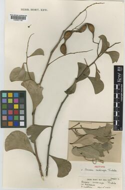 Acacia anaticeps.jpg