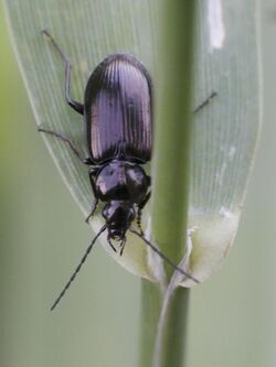 Agonum scitulum (Carabidae- Platyninae) (14650793740).jpg