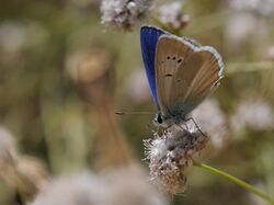 Agrodiaetus actis - Anatolian Navy Blue butterfly 01.jpg