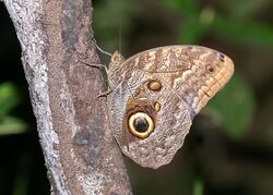 Almond-eyed Owl Butterfly (49585572227).jpg