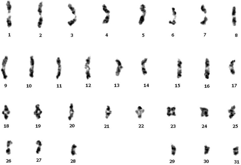 File:Antheraea yamamai karyotype.jpg