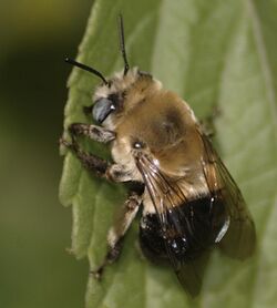 Anthophora montana female.jpg