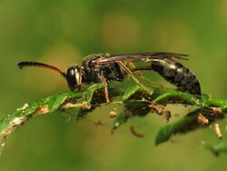 Aphid Wasp - Flickr - treegrow.jpg
