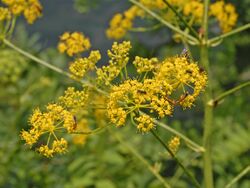 Apiaceae - Opopanax chironium-001.JPG