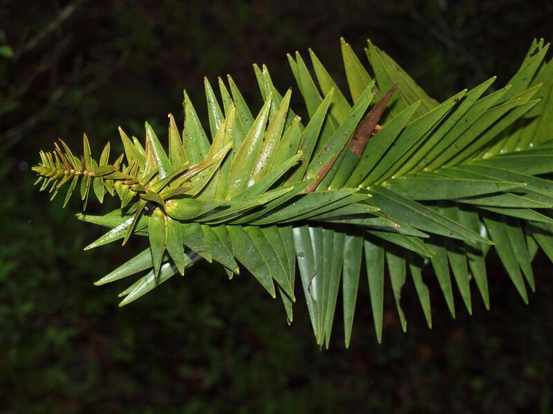 File:Araucaria-hunsteinii-leaf.jpg